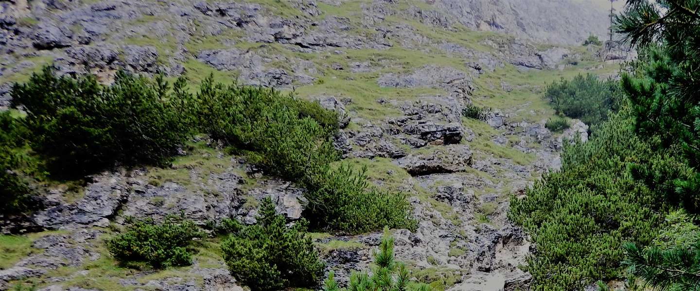 Gebirge mit Dickicht