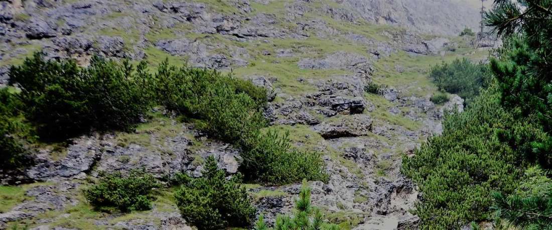 Gebirge mit Dickicht