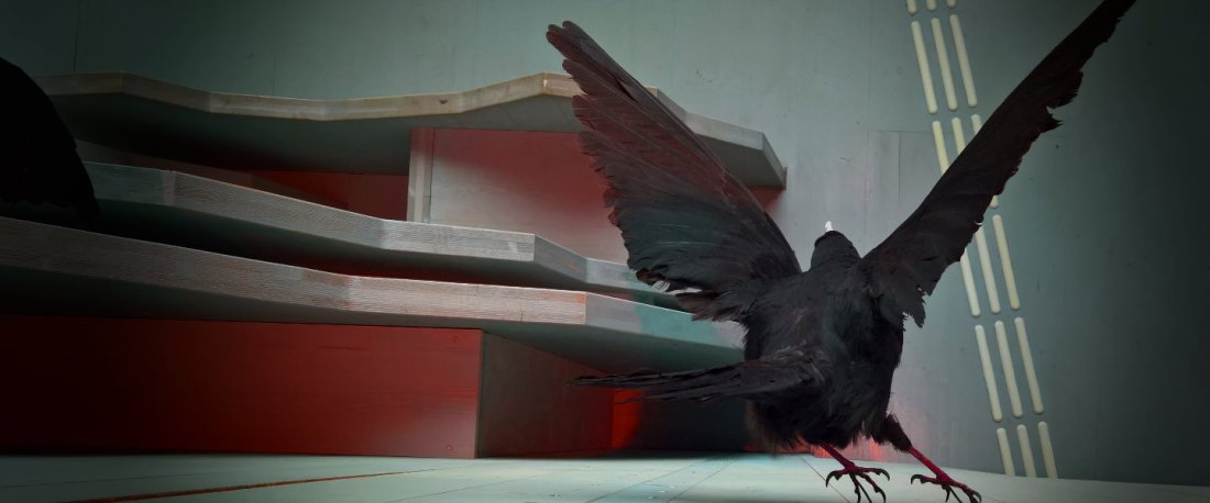 Schwarzer Vogel mit gespreizten Flügeln